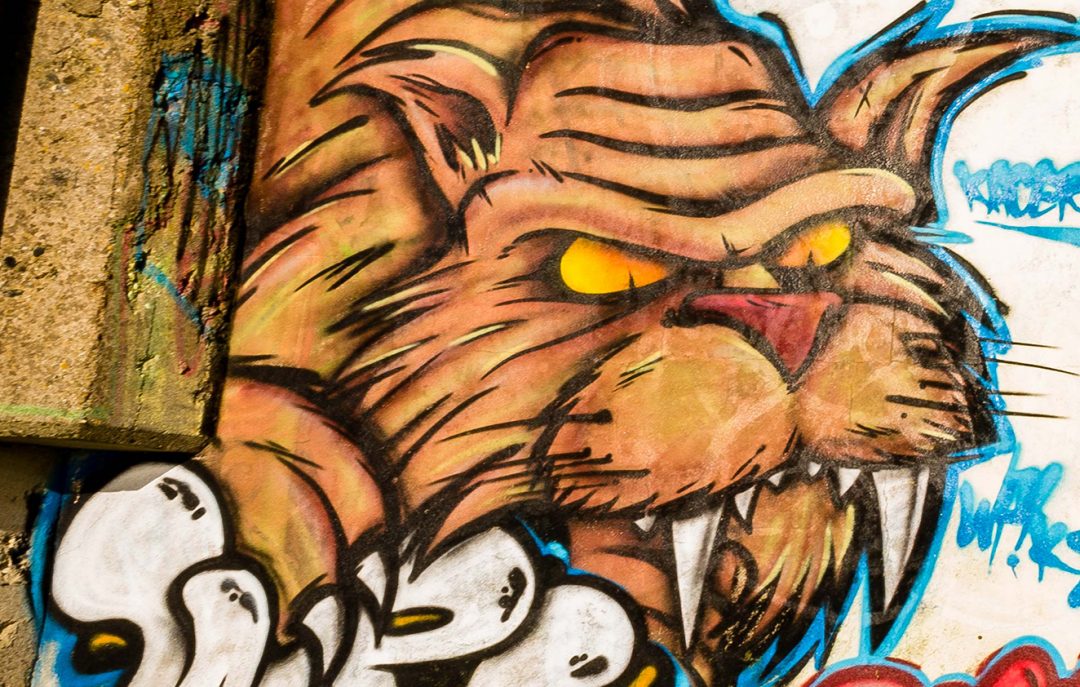 Photographie street art chat sauvage graffiti finistère de JPH