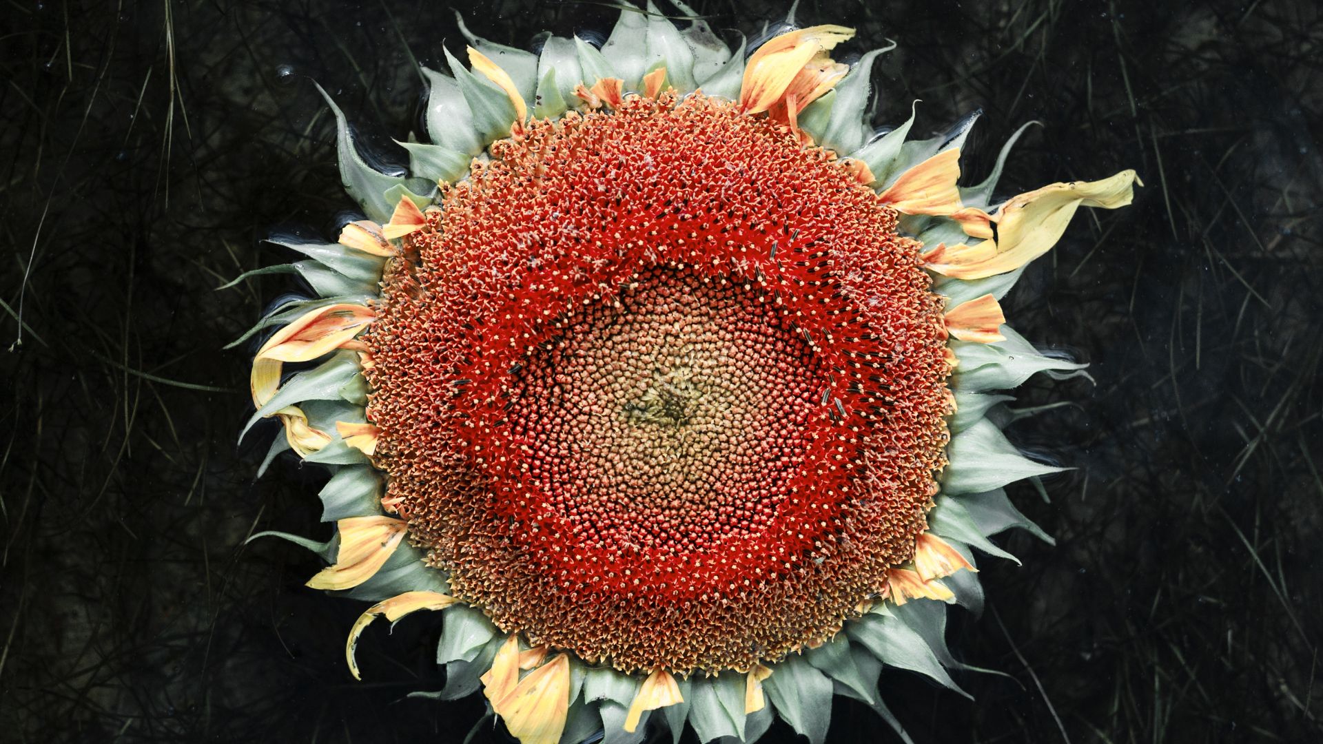 photo de tournesol