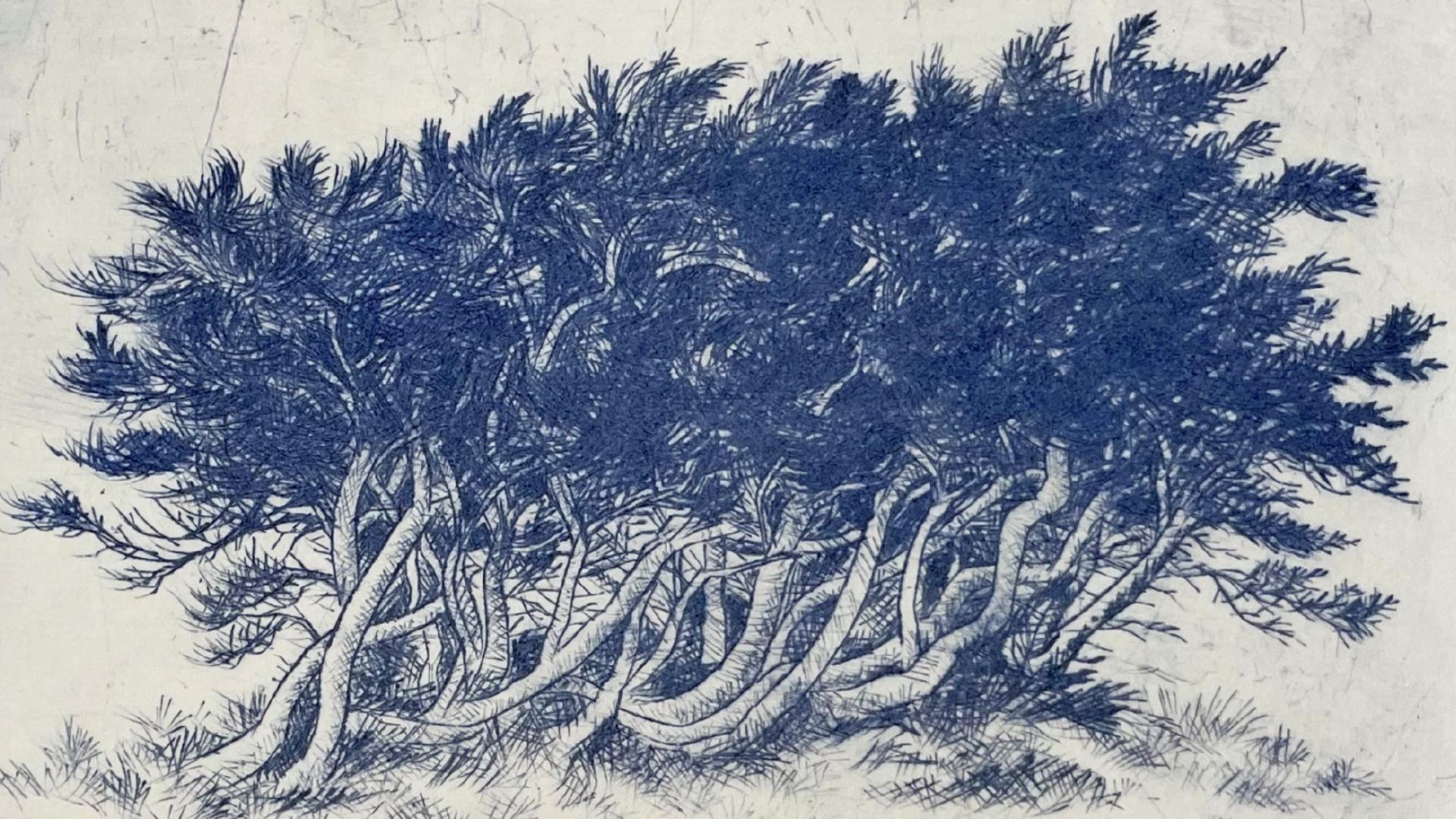 gravure d'arbustes