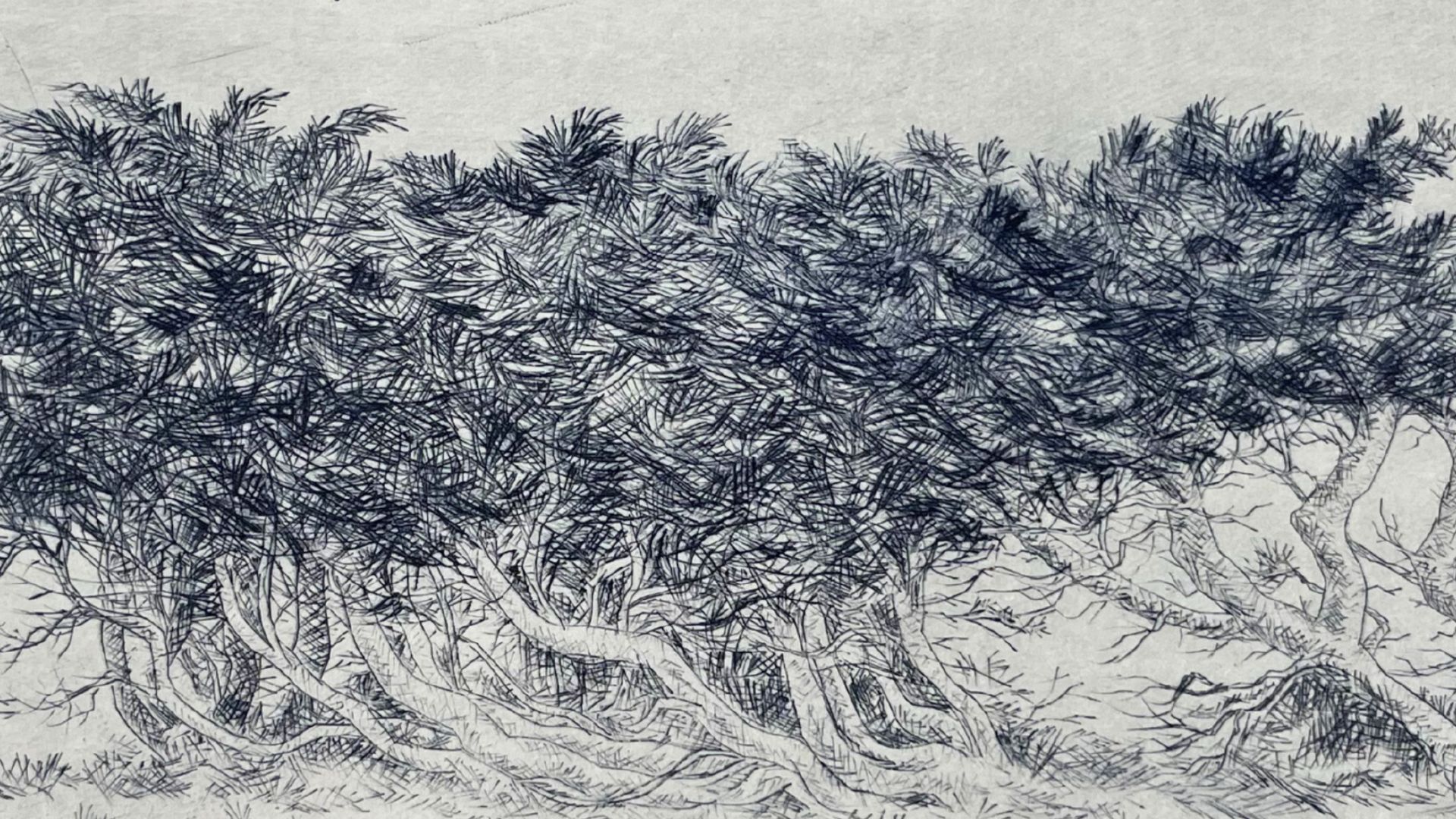 gravure d'arbustes