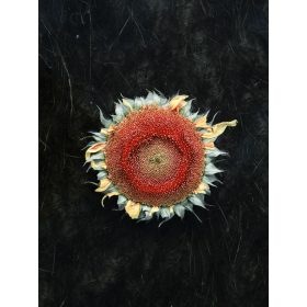 photo de tournesol