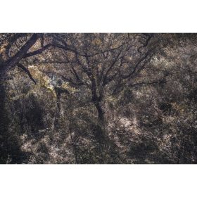 photo de forêt
