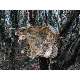 photo de forêt