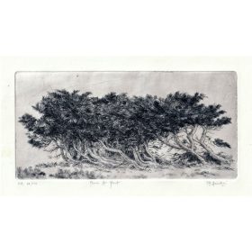 gravure d'arbustes