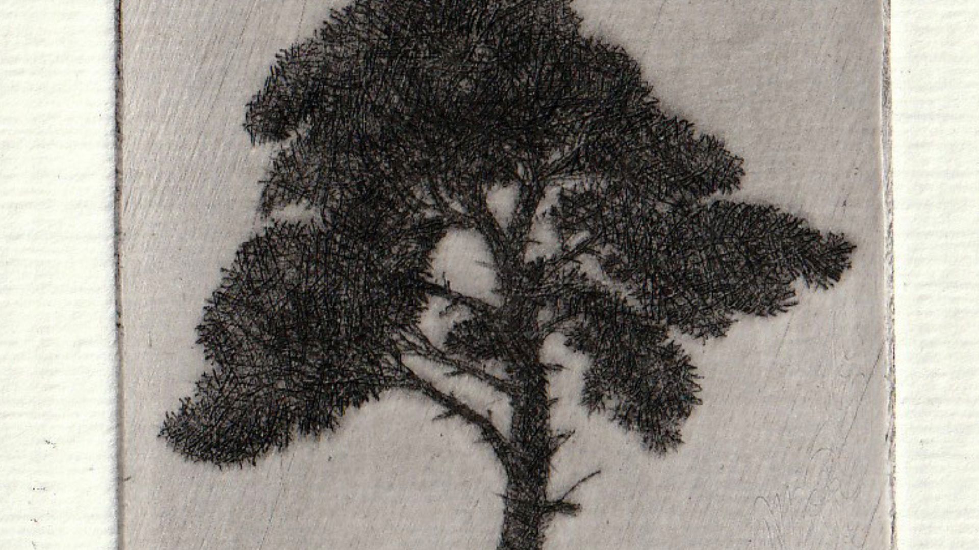 Gravure d'un arbre