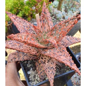 aloe hybride