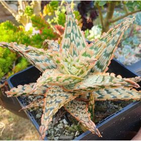 aloe hybride