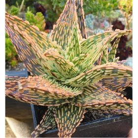 aloe hybride