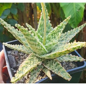 aloe hybride