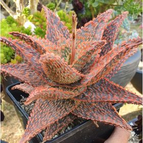 aloe hybride