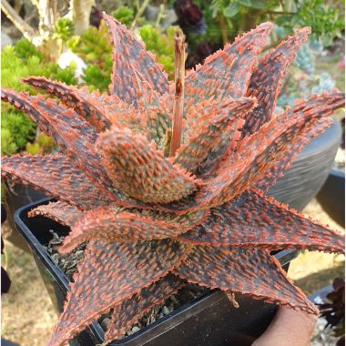 Des Aloès portées au rang d’œuvre d’art, le pari gagnant du « jardinier fou »