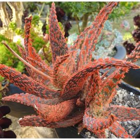 aloe hybride