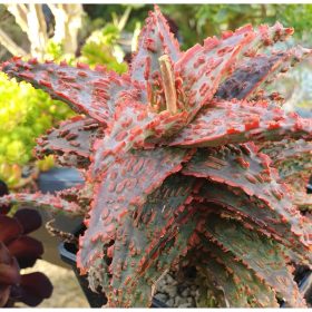 aloe hybride