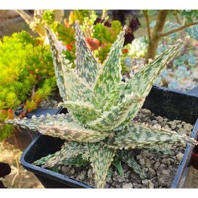 aloe hybride