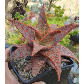 aloe hybride