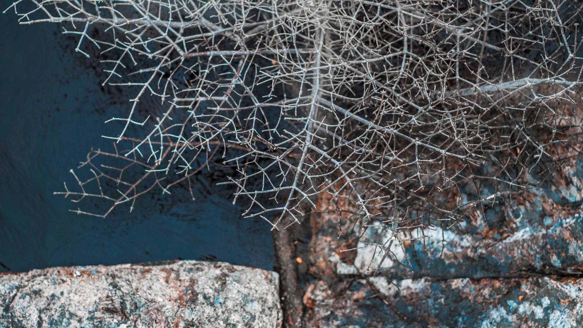 branche posé entre pierres