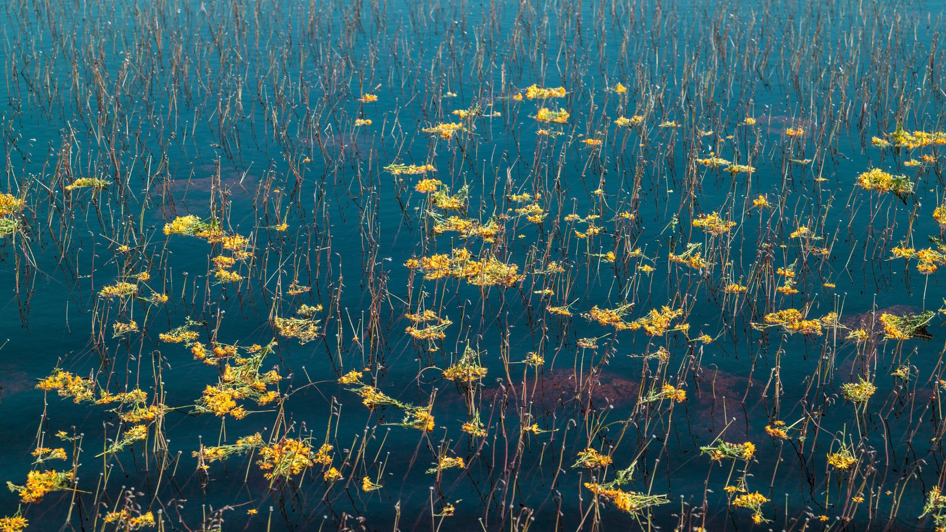 Fleurs jaunes placées sur un étang